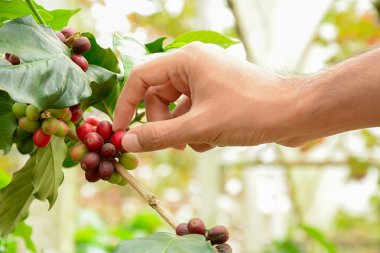 Kahve ağacı (Arabica kahve kahve kuru fasulye toplama el)