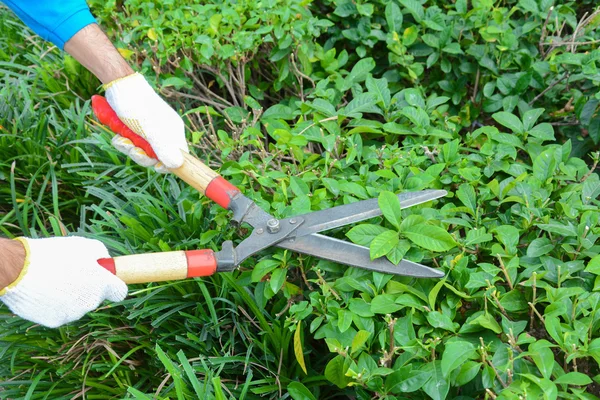 Stříhání živého plotu zahradník (nebo bush) s Akumulátorové nůžky na trávu — Stock fotografie