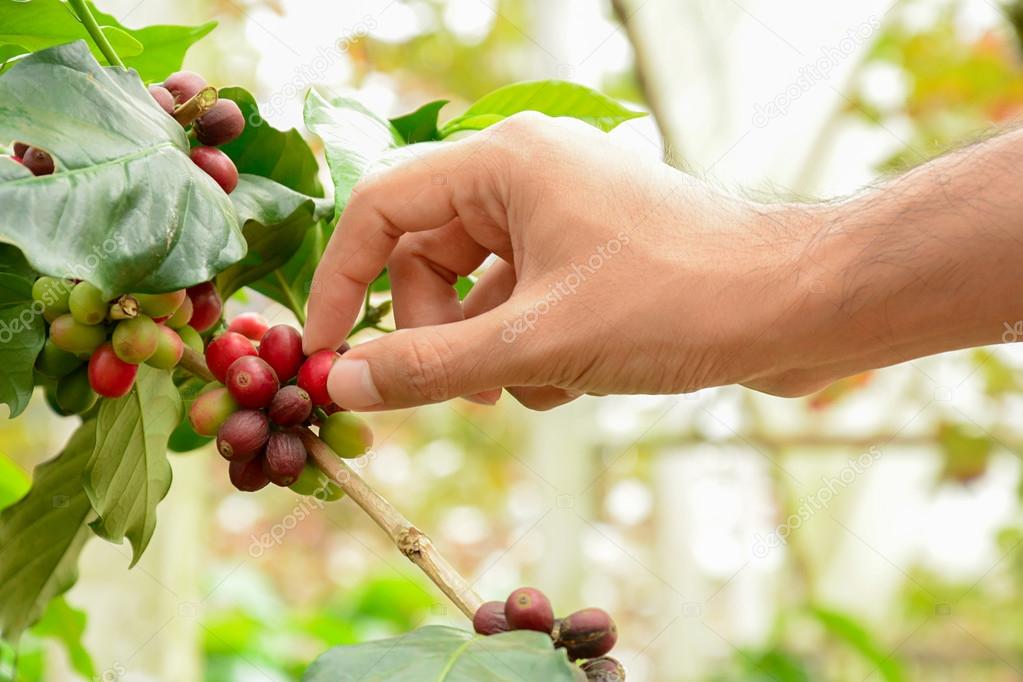 Hand picking red coffee beans on coffee tree (Arabica coffee)