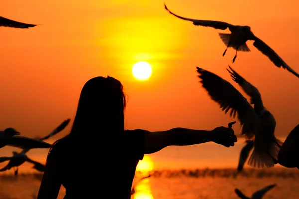 Silueta de una niña alimentando a las aves en la costa en el crepúsculo fondo del atardecer — Foto de Stock