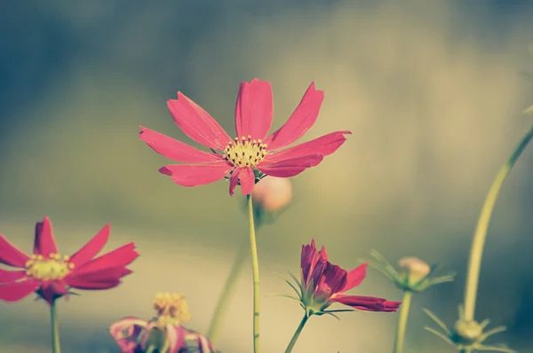 Red Cosmos flowers - vintage (retro) style color effect — Stock fotografie