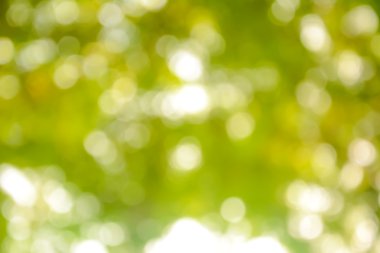 Doğal yeşil bokeh soyut arkaplan