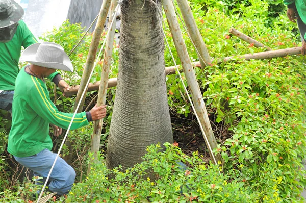 Jardineros haciendo estacas de árboles apoyando al árbol del fuerte viento — Foto de Stock