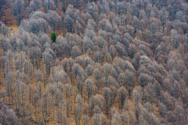 Scenic leafless beech trees forest in late autumn november bird eye view nature background. Beautiful brown beech forest in autumn, on hills and mountains. Beech forest panorama