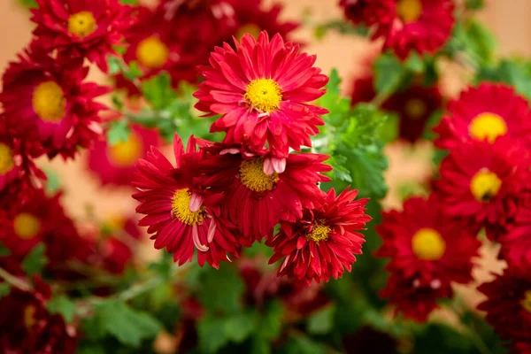 Inflorescences Red Chrysanthemums Autumn — Stock Photo, Image