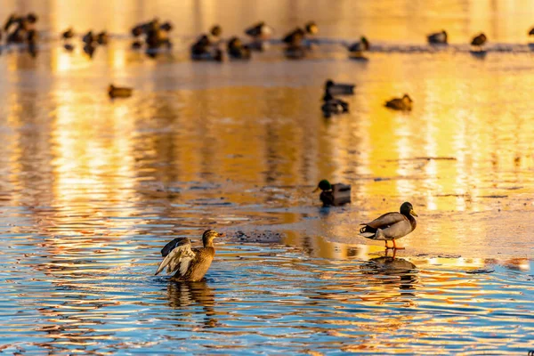 Waterfowl on the lake in winter.
