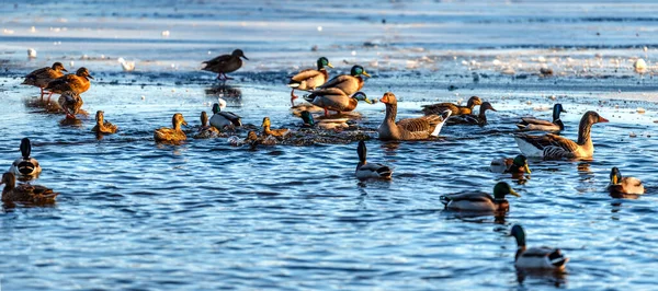 Waterfowl on the lake in winter.