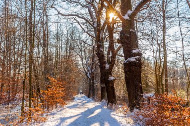 Kış. Kış parkında güneşli bir gün. Ağaçlar