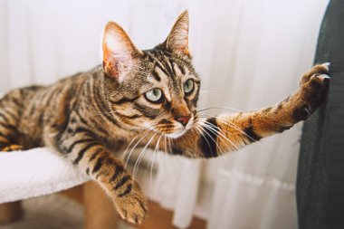 Tekir kedi kanepede pençelerini keskinleştirir. 