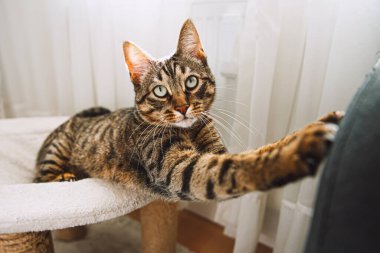 Tekir kedi kanepede pençelerini keskinleştirir. 