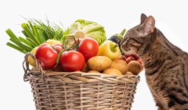 Bir kedi ve bir sepet sebze. Mesajın için yer aç. Beyaz arkaplanda izole et 