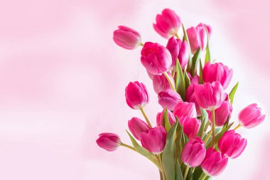 Pembe arka planda pembe laleler. Geçmişi. Tebrikler.