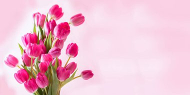 Pembe arka planda pembe laleler. Geçmişi. Tebrikler.