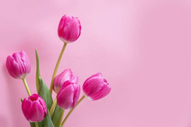 Pembe arka planda pembe laleler. Tebrik ederim. Arkaplan 