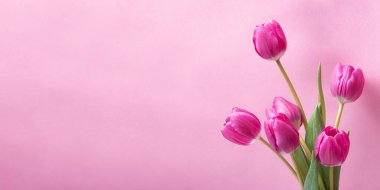 Pembe arka planda pembe laleler. Tebrik ederim. Arkaplan 