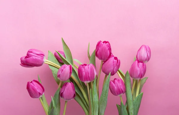 Pink tulips on a pink background. Congratulation. Background