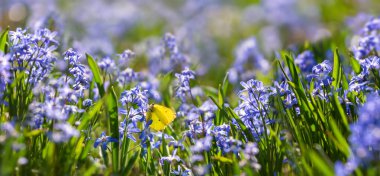 Güneş ışığında kar damlaları ve kelebekler 