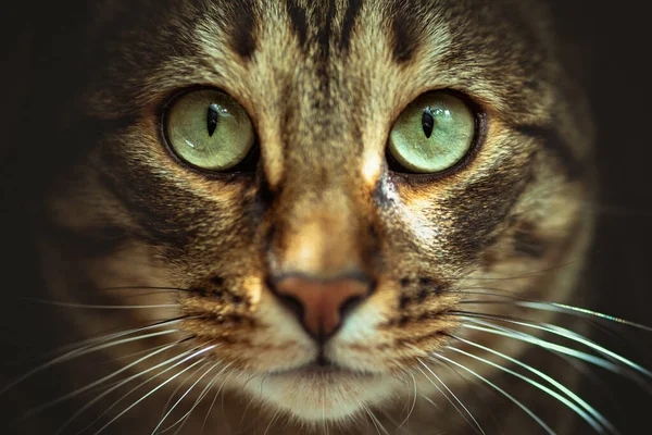 Зеленые Глаза Кот Животное Глаза Домашнее Животное Кошка Котенок Милый — стоковое фото