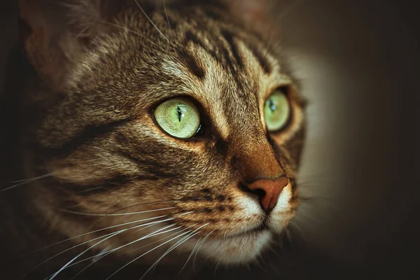 Зеленые Глаза Кот Животное Глаза Домашнее Животное Кошка Котенок Милый — стоковое фото