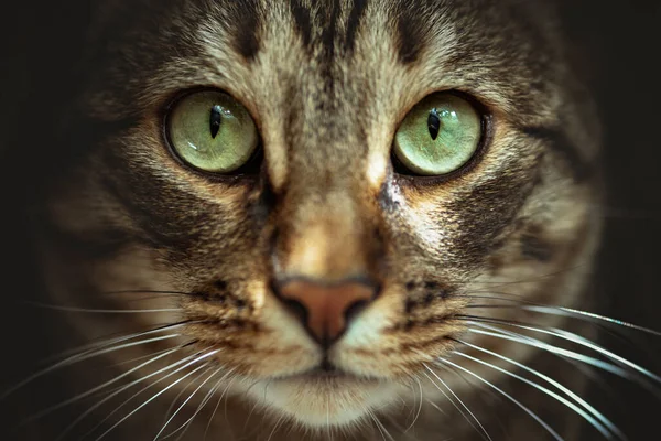 Кэт Лицо Кота Зелеными Глазами — стоковое фото