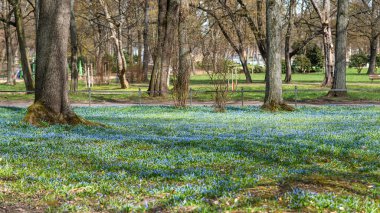 Bir bahar parkında mavi kardelen çayırı