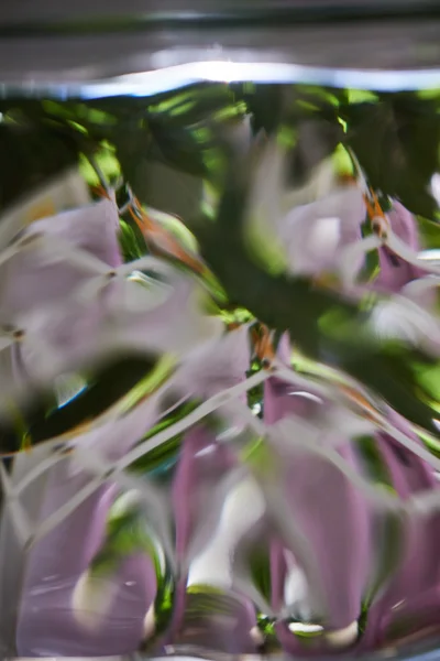 Abstracte kleuren achter een gebogen glas: groen en paars Rechtenvrije Stockfoto's