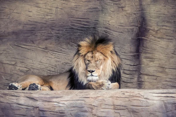 Löwe Stockfoto