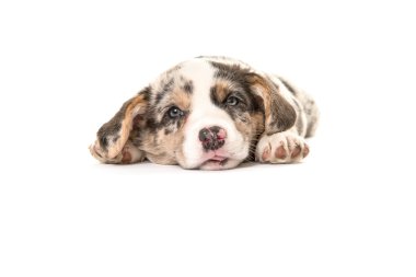 Yalancılık aşağı tembel Galce corgi köpek yavrusu