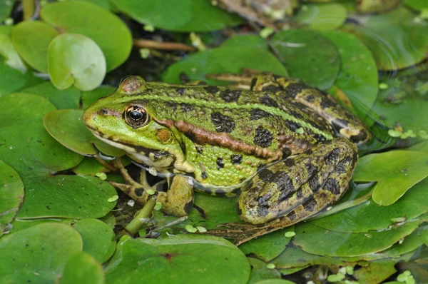 Zielona żaba na liście geen — Zdjęcie stockowe