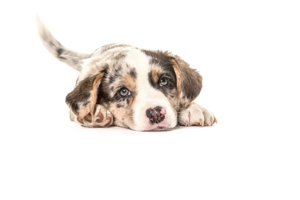 Niedlicher walisischer Corgi legt sich hin und wedelt mit dem Schwanz — Stockfoto