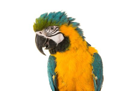 Şirin Macaw ara papağan portre