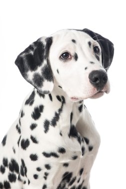Sevimli Dalmaçyalı köpek arıyorum