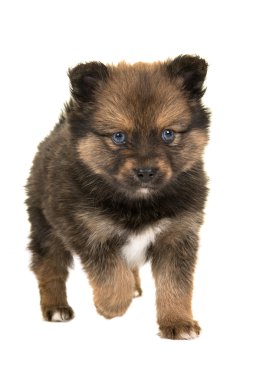Kameranın doğru yürüyüş mavi gözlü sevimli pomsky köpek yavrusu