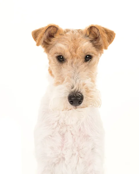 Cute aldult fox terrier dog portrait — Stock Photo, Image