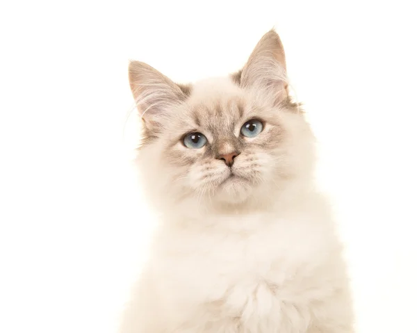 Cute birman kitten portrait facing the camera — Stock Photo, Image