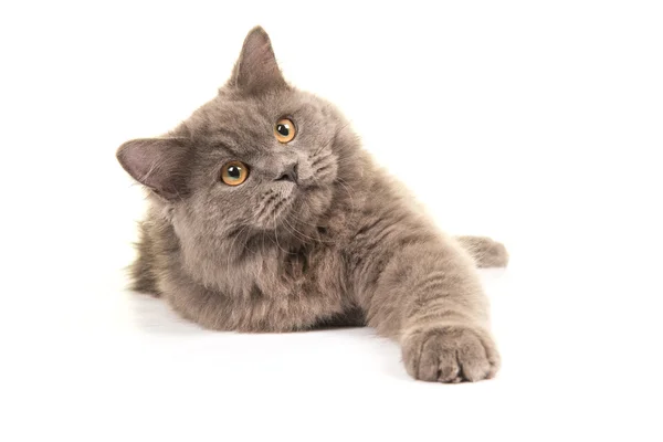 Grå, britisk, langhåret katt – stockfoto