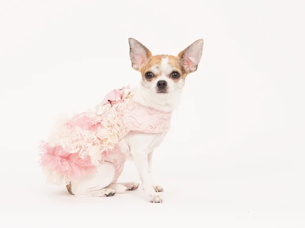 Chihuahua chien vêtu d'une robe rose et blanche — Photo