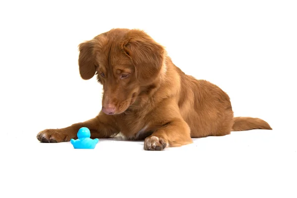 Nova Scotia ördek ücretli retriever yatan ve oyuncak bakarak