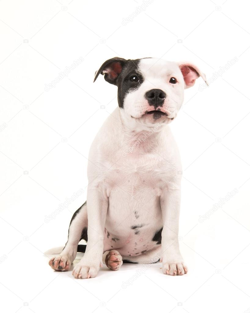 pics American Staffordshire Terrier Puppy Black And White https depositphotos com 107250272 stock photo cute black and white sitting html