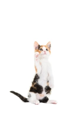 Onun pençe yapışmasını kedi