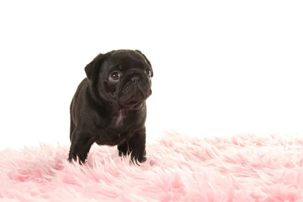 かわいいの立っている黒パグ子犬 — ストック写真