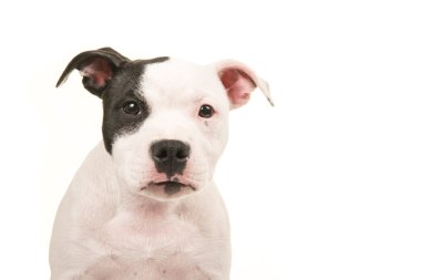 Doğruca kameraya bakarak bir çukur boğa korkunç köpek yavrusu köpek portre, yakın çekim 