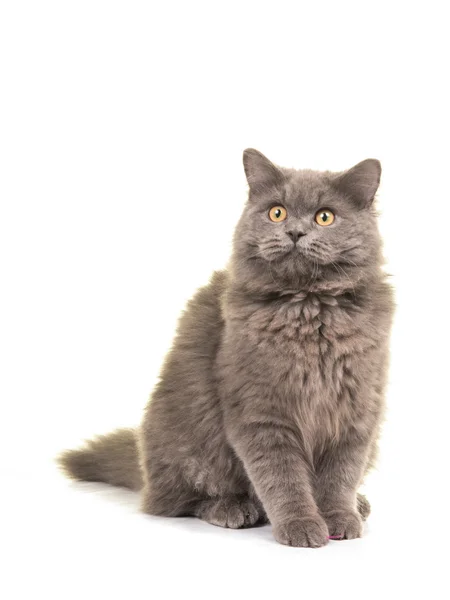 Sittende grå, britisk langhåret katt ser opp – stockfoto