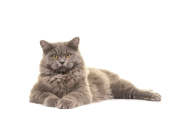 Pretty grey british long hair cat lying on the floor facing the camera — стоковое фото