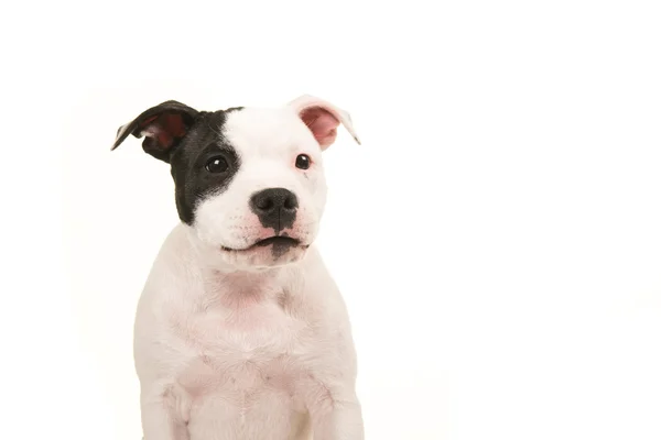 Retrato de um pit bull terrier preto e branco voltado para a câmera — Fotografia de Stock