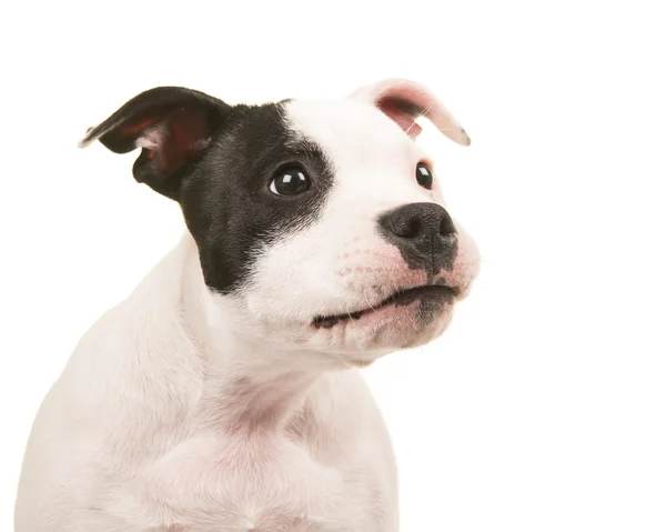 Leuke en grappige zwart-wit pit bull terrier puppy hond portret op zoek naar rechts — Stockfoto
