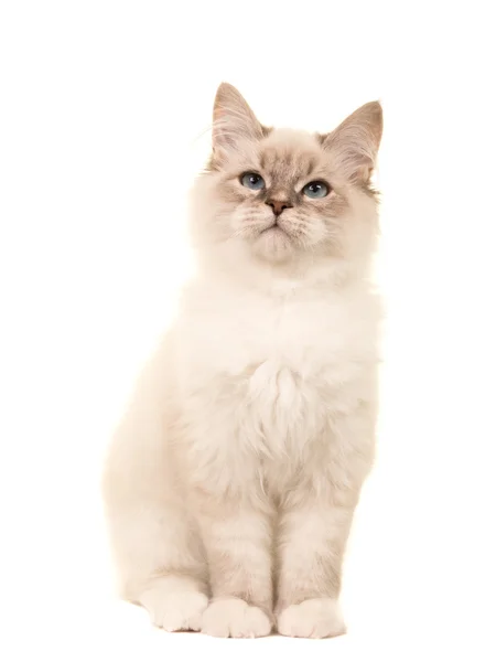 Birman young cat sitting and looking up — Stock Photo, Image