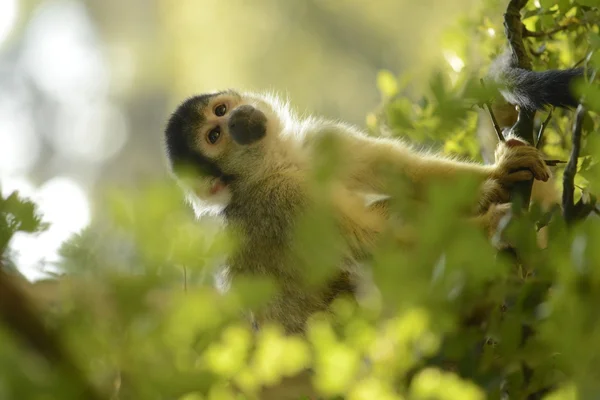 Scimmia scoiattolo tra gli alberi — Foto Stock