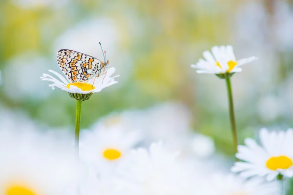 Mariposa betreen daisy fiels — Foto de Stock