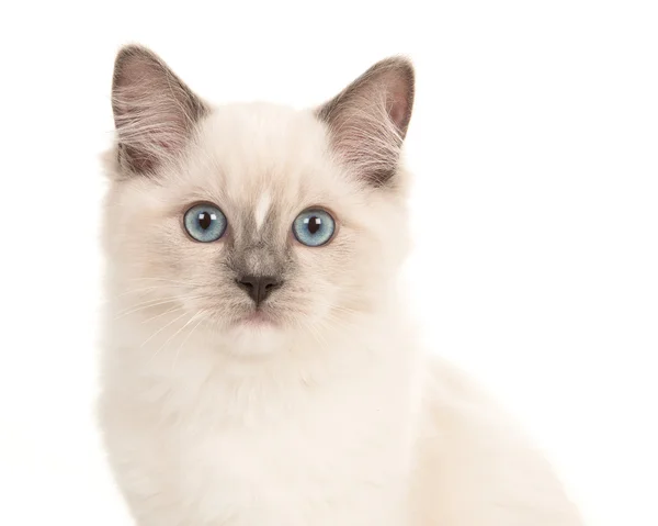 Rag doll portrait with blue eyes — Stock Photo, Image